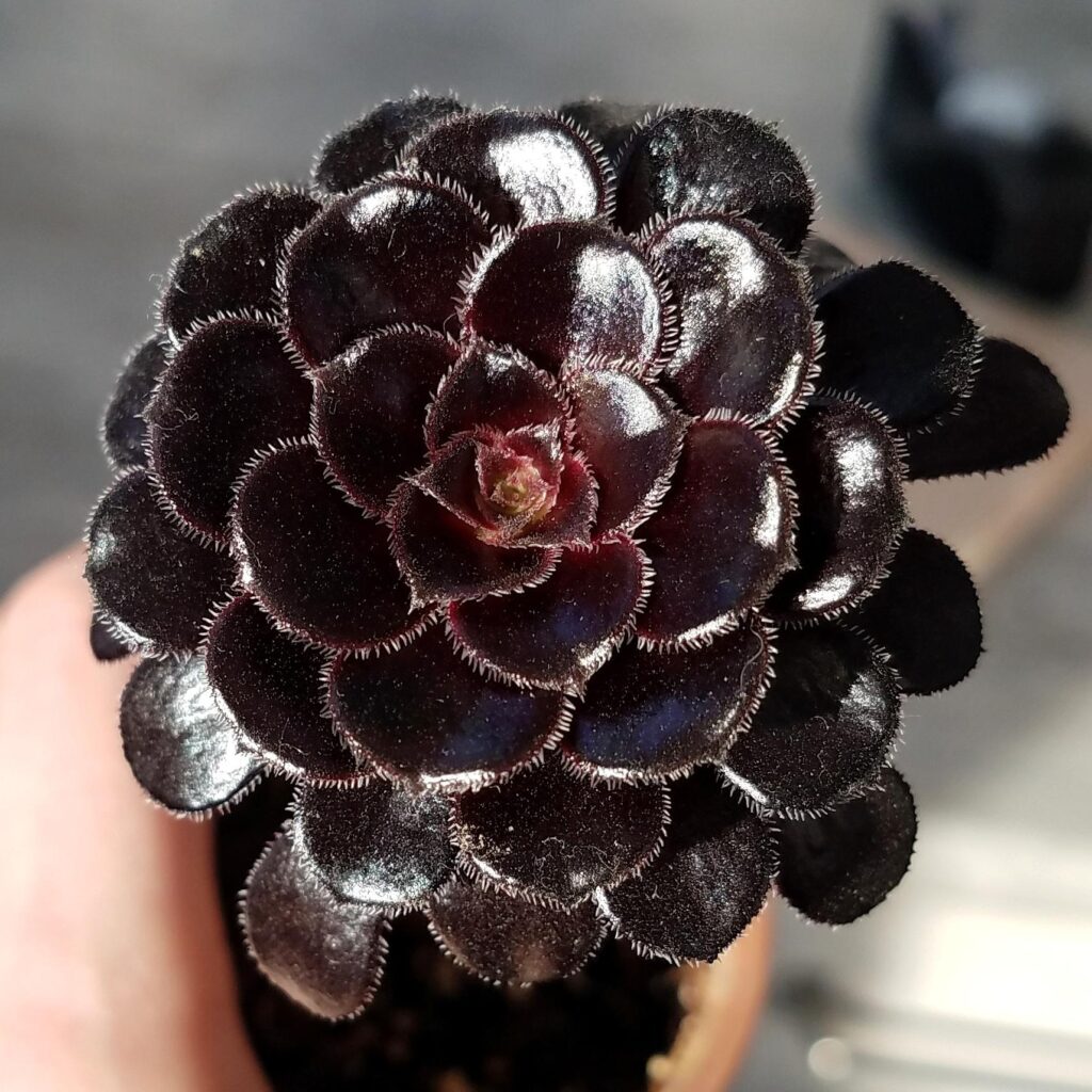 Dark flowers - Aeonium Arboreum Zwartkop