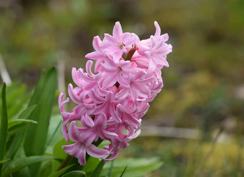 Pink hyacinth