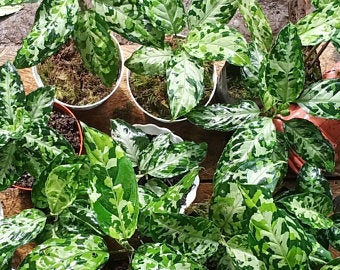 Aglaonema Pictum Tricolor