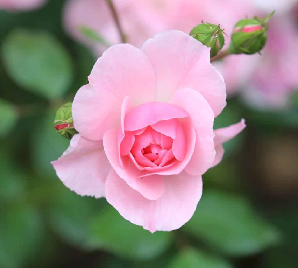 pink rose