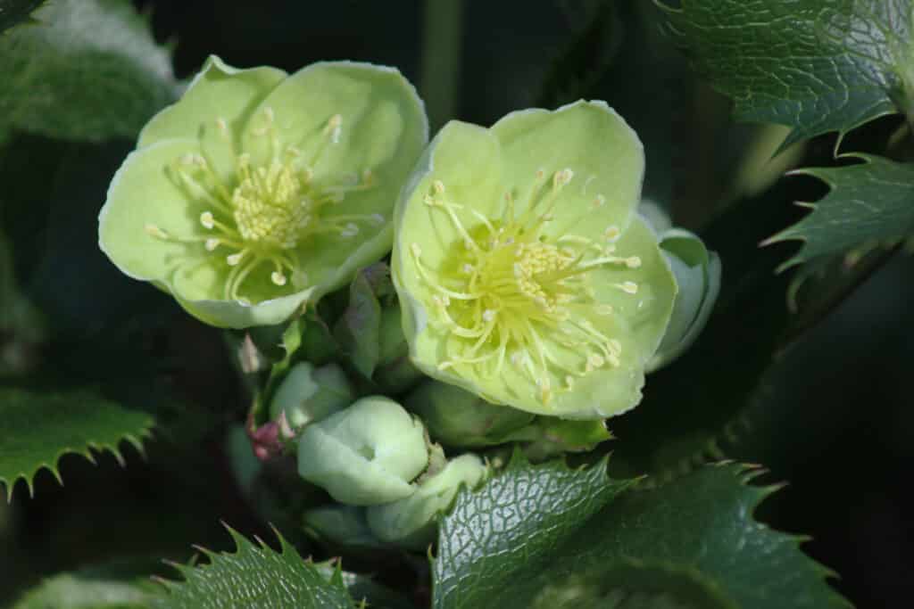 green flowers