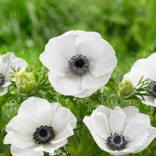Anemone coronaria ‘Carmel White’
