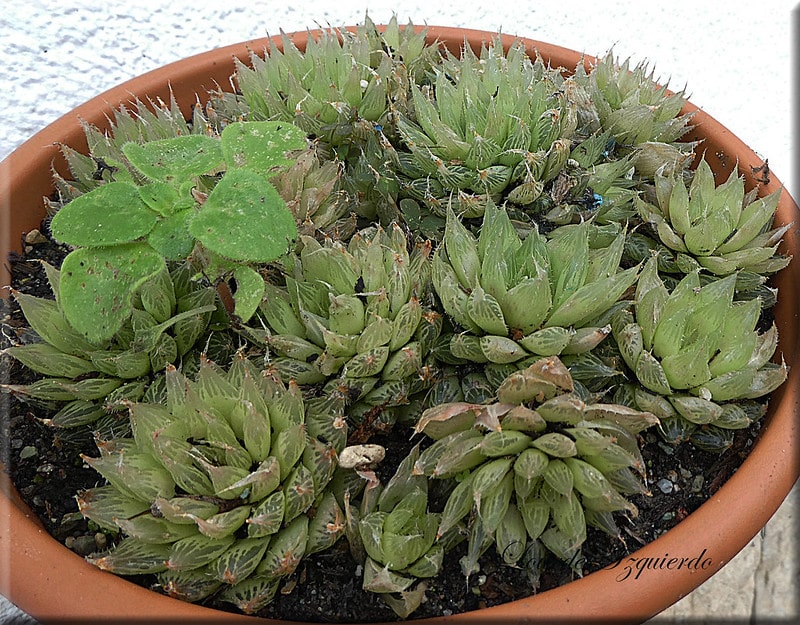 Inspect Haworthia cooperi regularly to spot any mealy bugs on time