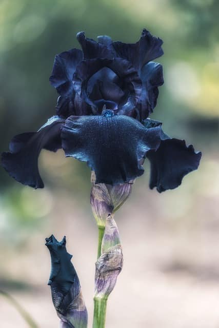 Iris ‘Before the Storm’