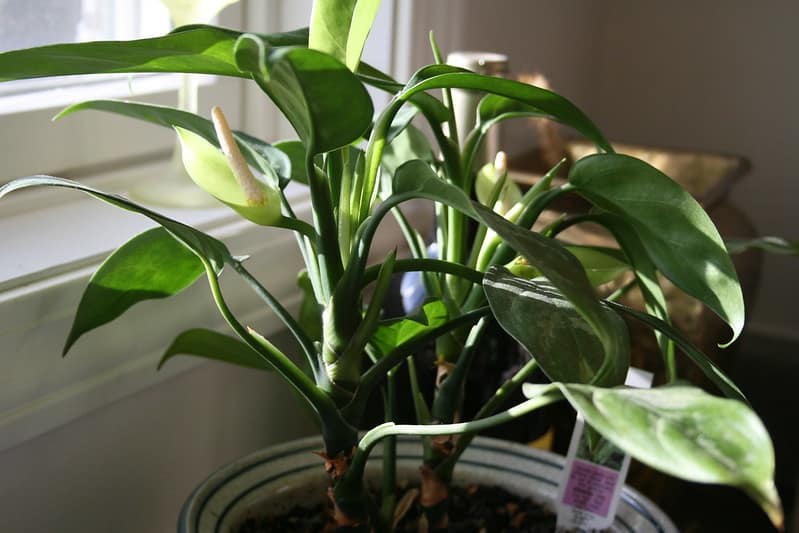 Aglaonema care common issues and simple fixes