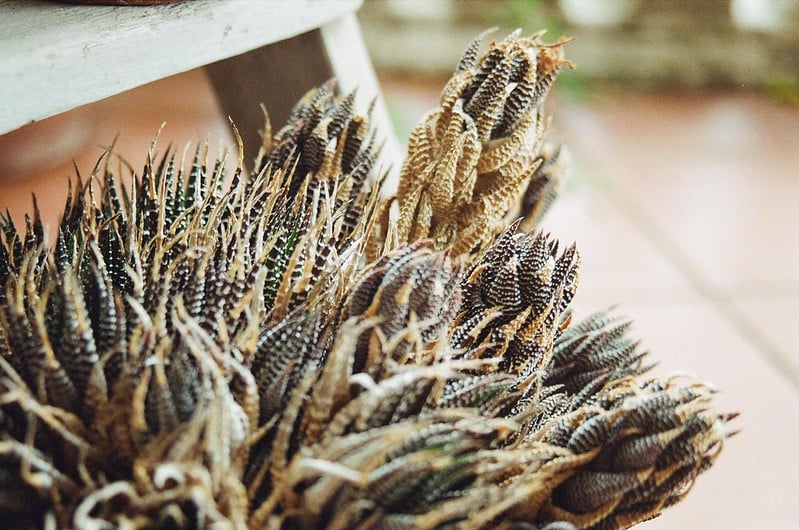 Haworthia fasciata common issues 