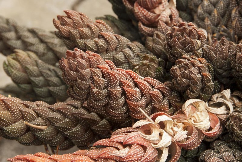 Haworthia Coarctata common issues 