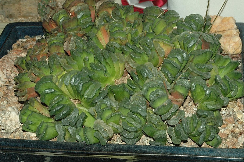 Haworthia truncata common issues 