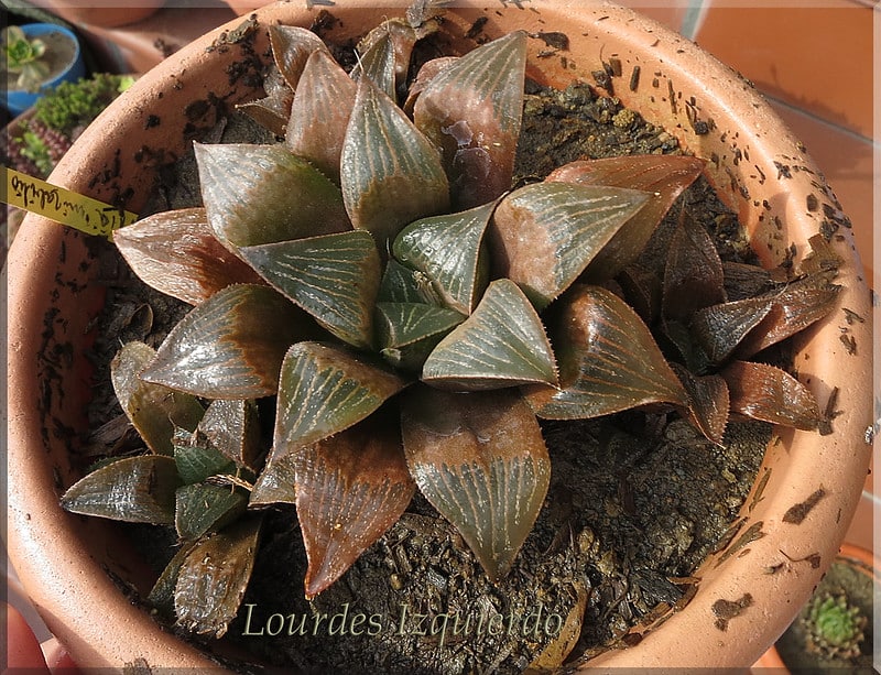 Haworthia retusa maintenance issues 