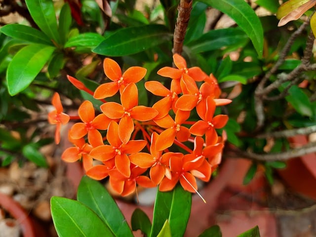 Ixora sp. - Jungle Flame