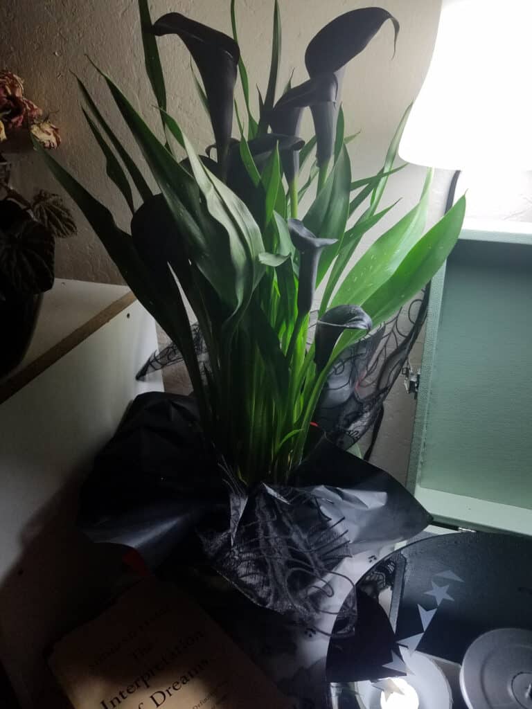 calla ‘black star’