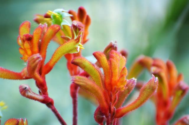 Anigozanthos flavidus - Kangaroo Paw