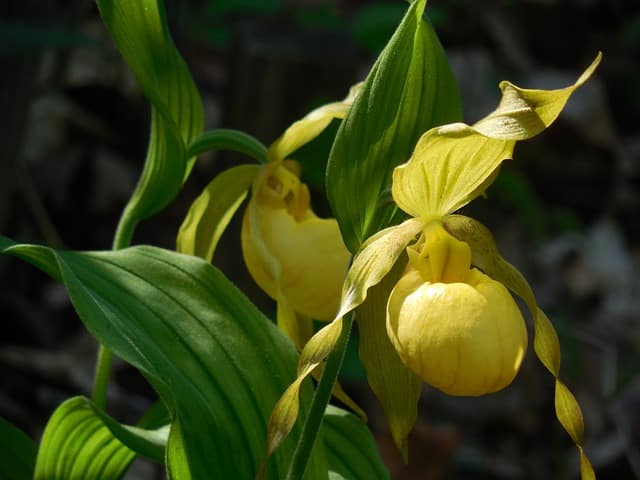 Lady's Slipper Orchid