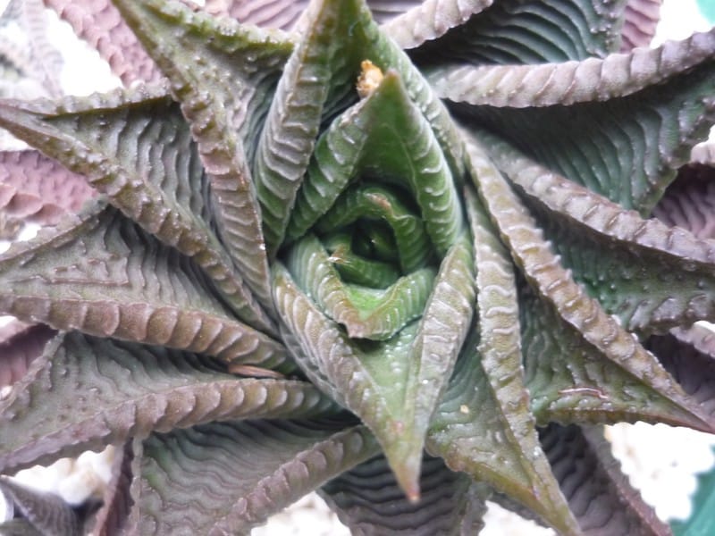 Haworthia limifolia plant