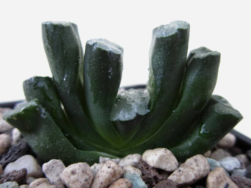 Haworthia truncata leaves
