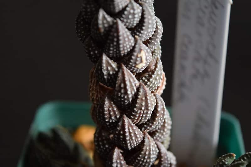 Haworthia coarctata light requirements 