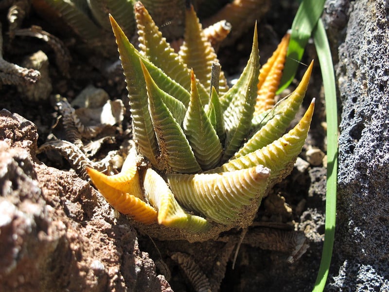 Haworthia limifolia light requirements