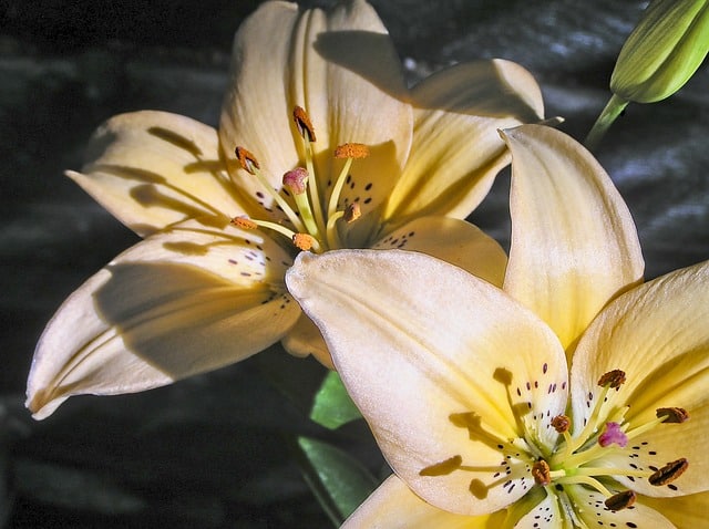 Lily - Asiatic Lily