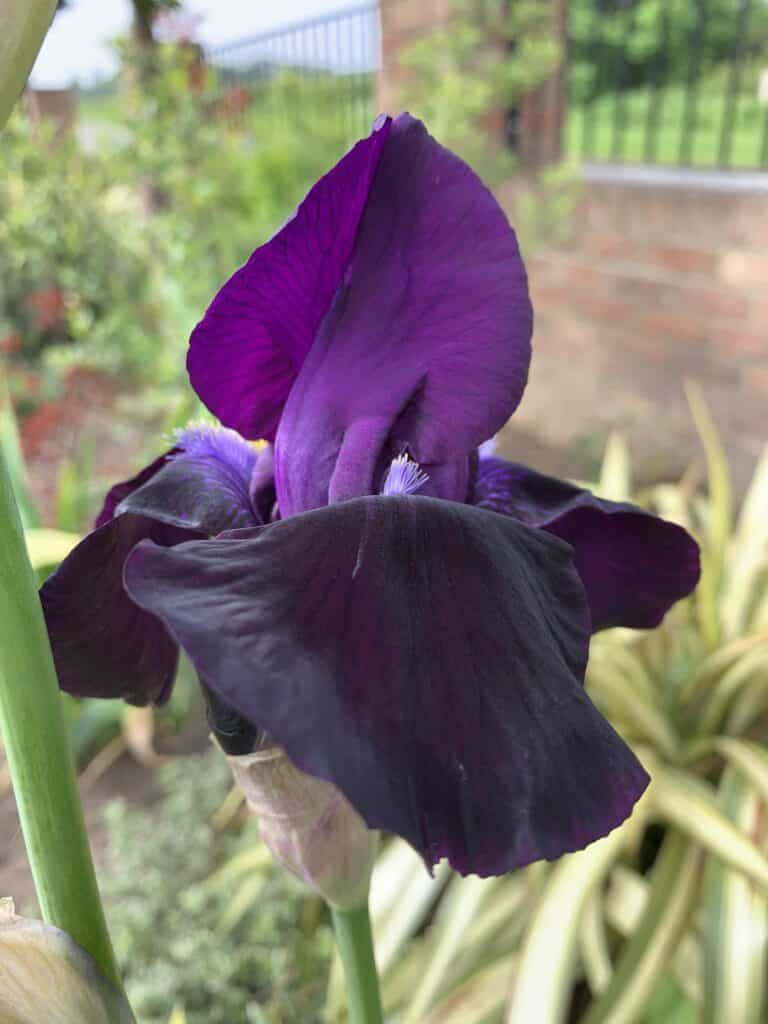Iris ‘Hello Darkness’