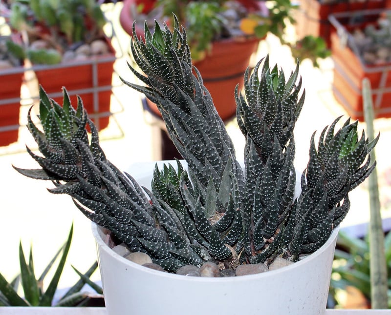 Haworthia coarctata is a low maintenance plant