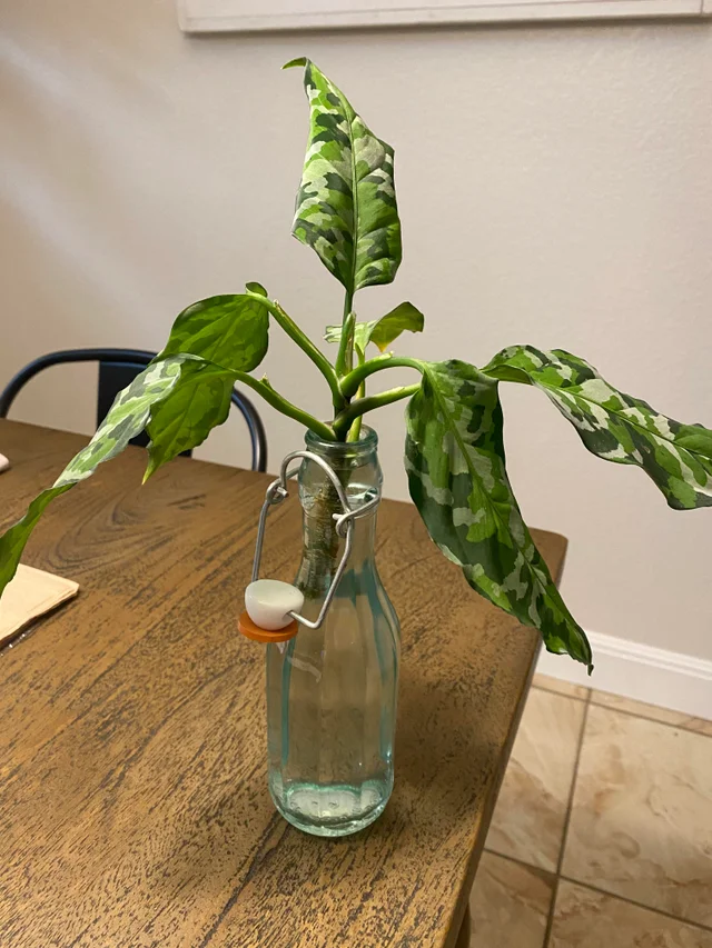 Aglaonema Pictum Tricolor Propagation