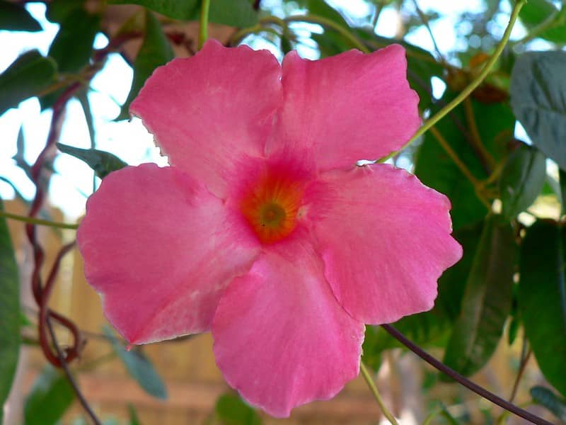 Pink mandevilla