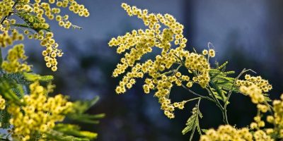 Small yellow flowers