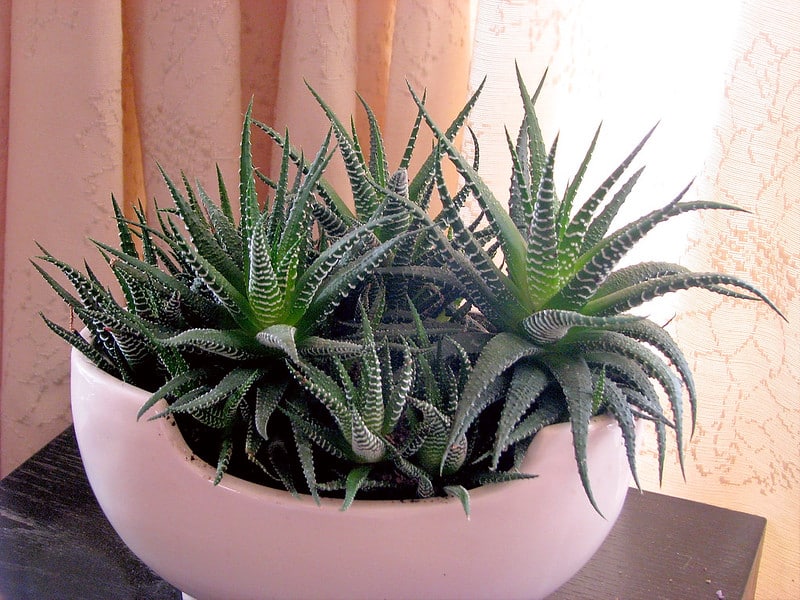 Haworthia fasciata doesn't require high humidity