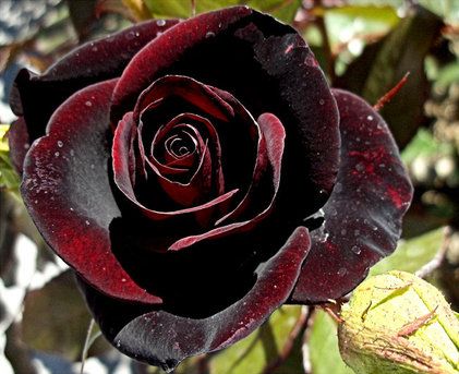 Black Magic Rose