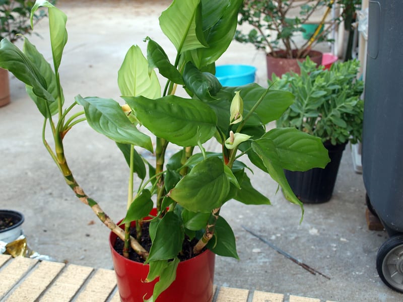 Aglaonema modestum – Summer Snapdragon