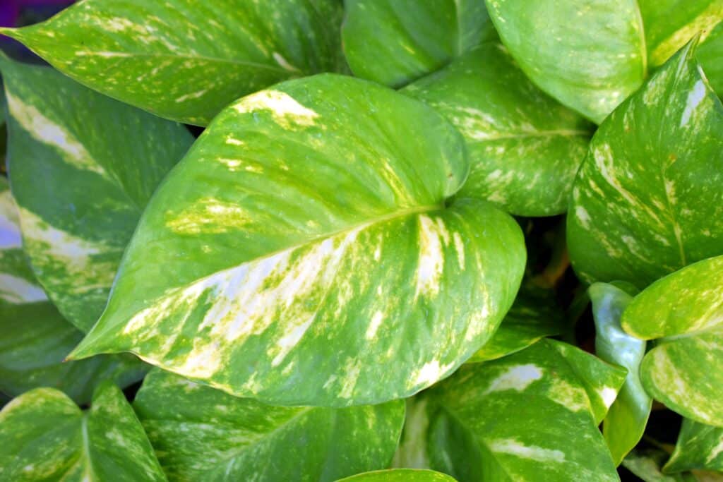 pothos money plant -