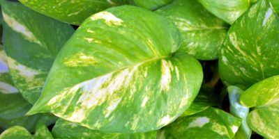 pothos money plant -