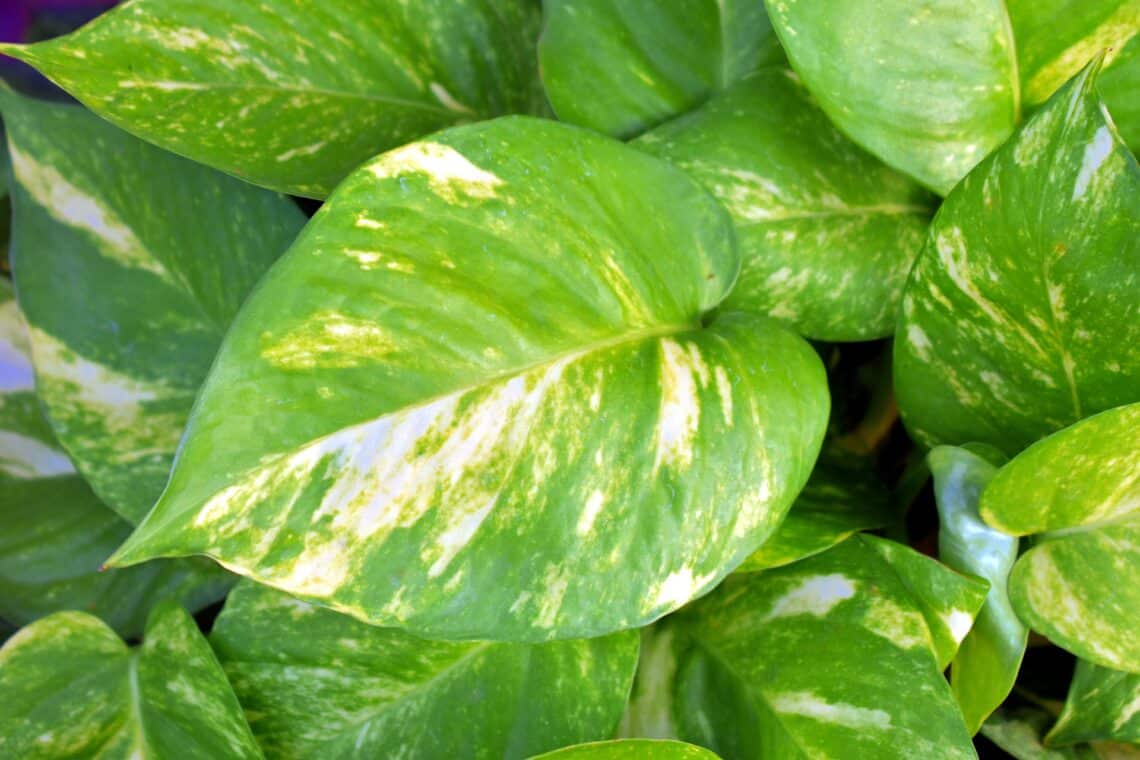 15+ Mesmerizing Pothos Types – Make Your Home a Green Paradise
