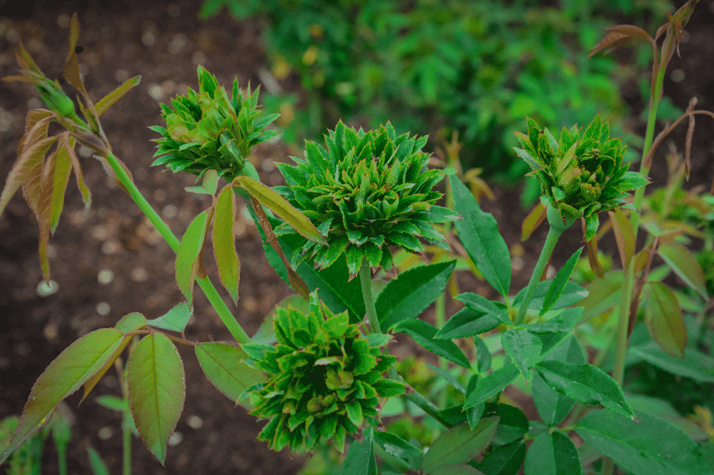 Rosa chinensis green