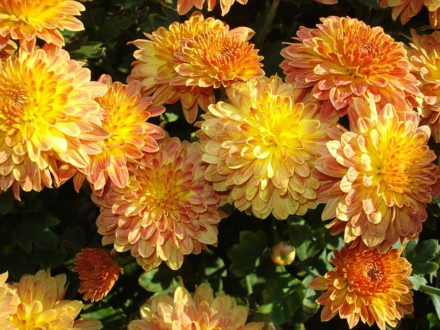 Chrysanthemum -Pot Mum