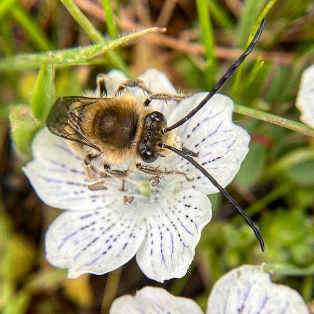Nemophila menziesii ‘Snowstorm’