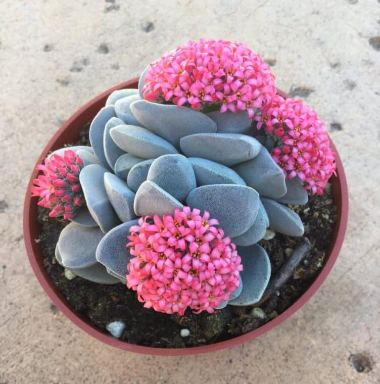 Crassula "Morgan's Beauty"