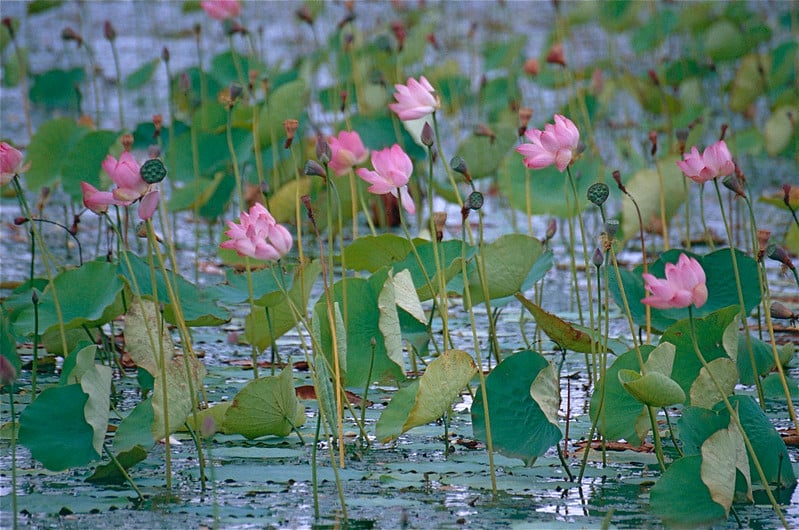 Nelumbo nucifera is also known as Lotus flower