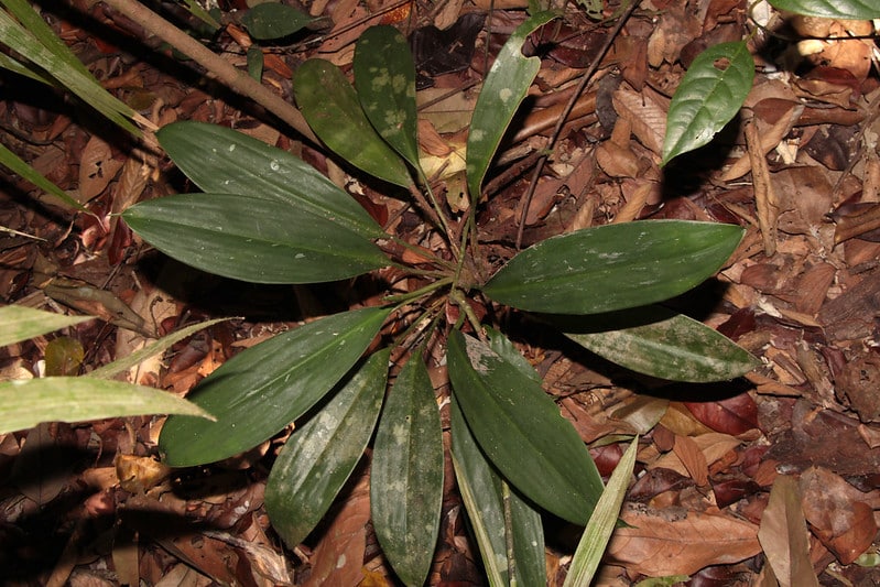 Aglaonema nitidum