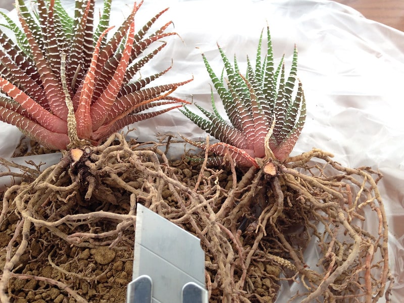 Propagate Haworthia fasciata from offsets