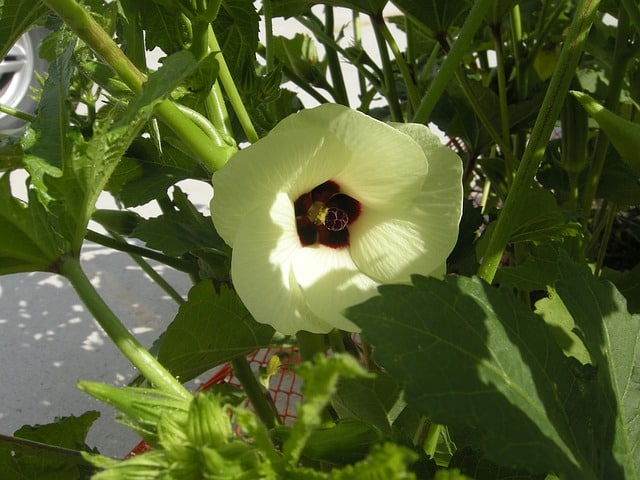 Abelmoschus esculentus - Okra
