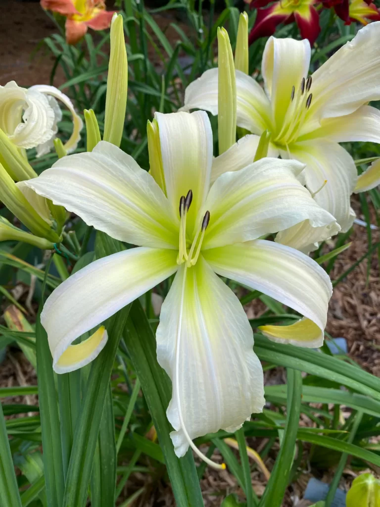 Hemerocallis Green Iceberg-Daylily