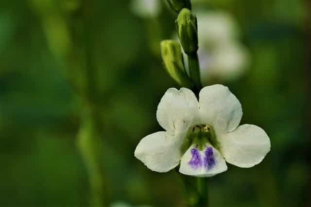 Telosma cordata - Chinese Violet