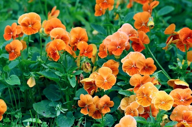 Orange pansy