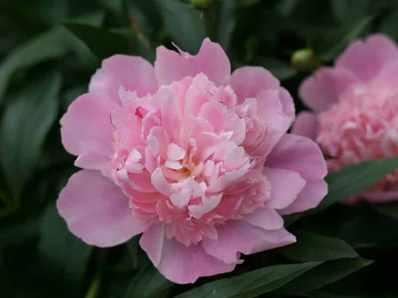Pink peonies