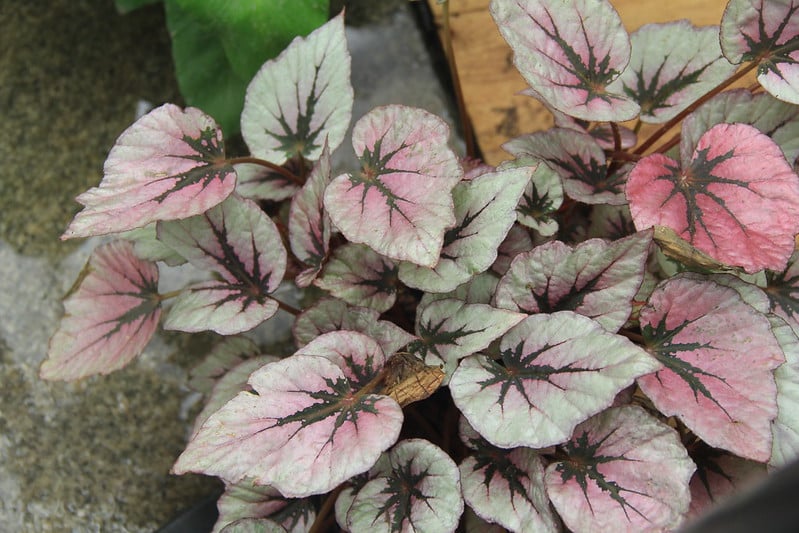 Hardy begonia common pests