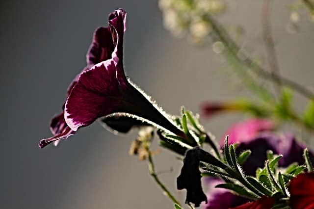 Petunia grandiflora ‘Sophistica Blackberry’