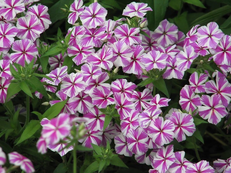 Phlox