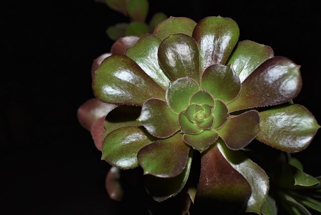 Echeveria ‘Black Prince’