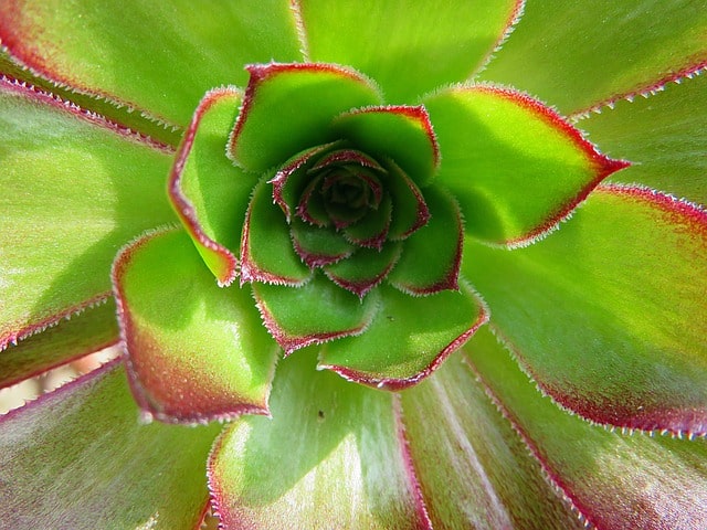 Aeonium decorum - Green pinwheel